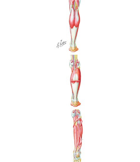 Vasculature of the Leg
