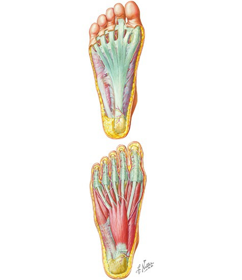 Plantar Surface of the Foot: Layer 1