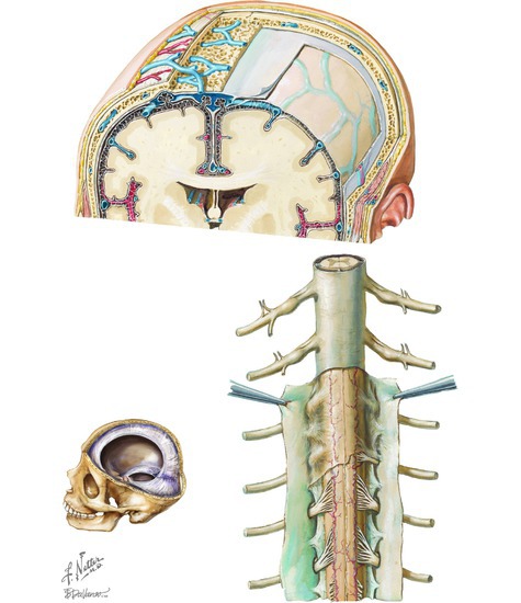 Meninges