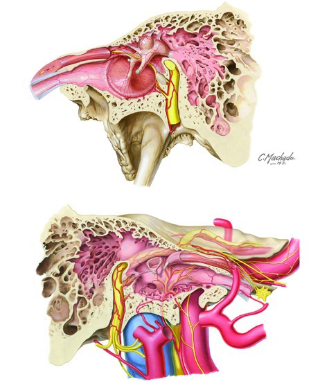 Middle Ear