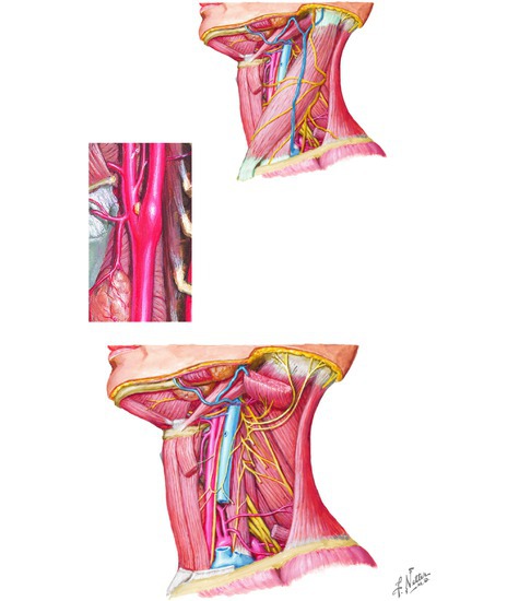 Vasculature and Nerves of the Neck