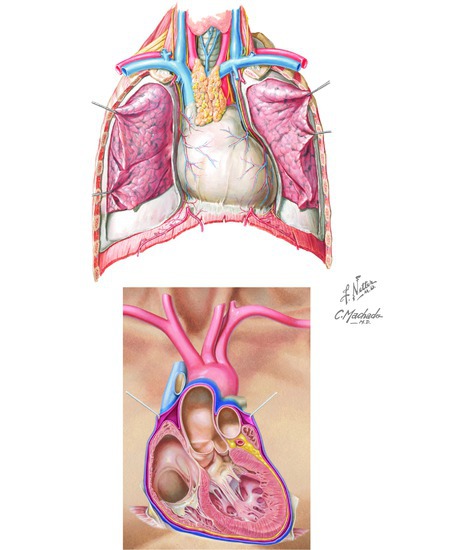 Pericardium