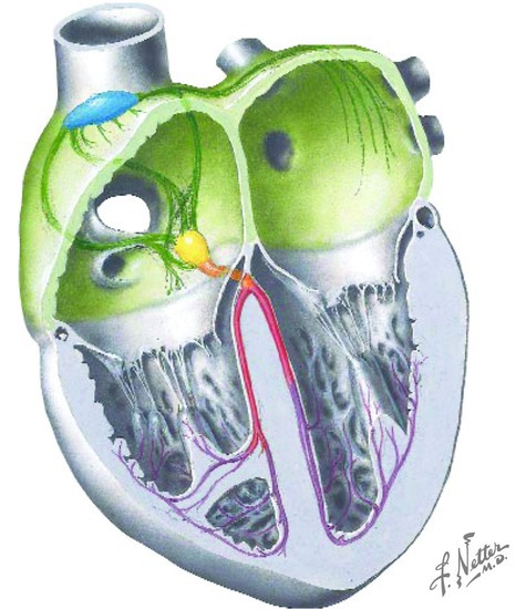 Conduction system