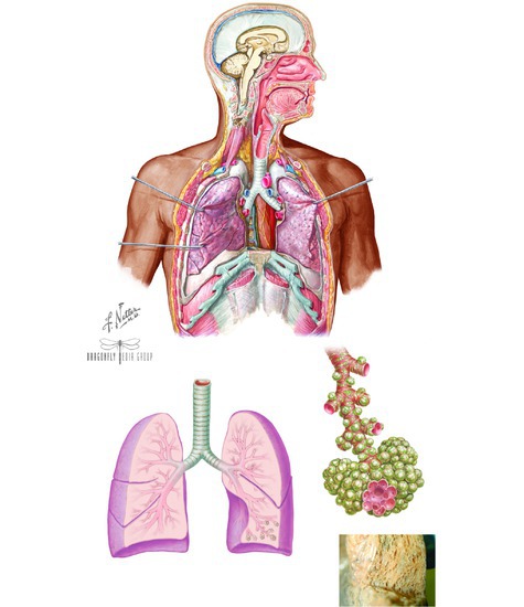 The Respiratory System 