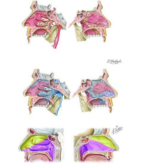 Vasculature and Innervation of the Nasal Cavity