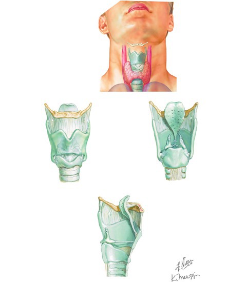 Laryngeal Skeleton