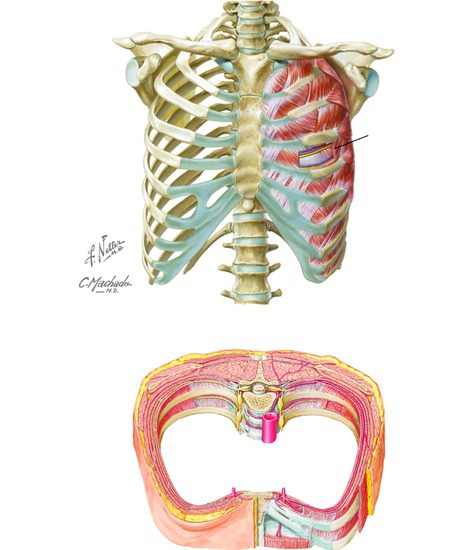 Musculoskeletal Components of the Thorax