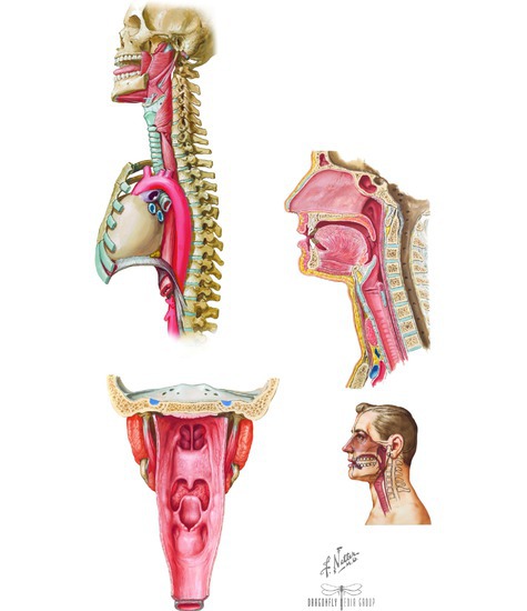 Pharynx