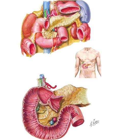 Duodenum and Pancreas