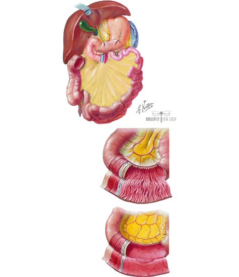 Jejunum and Ileum