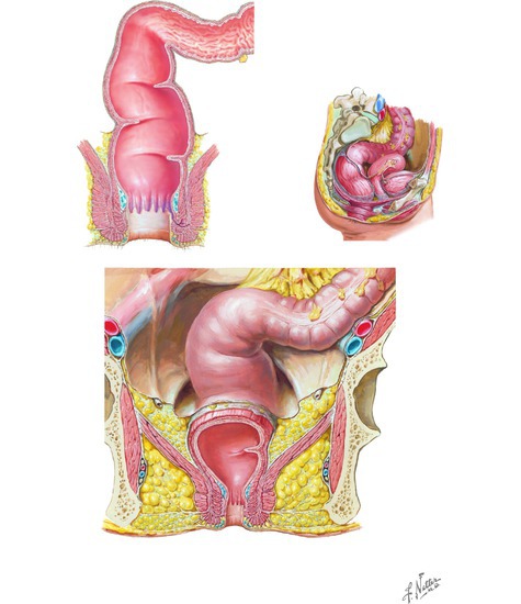 Rectum and Anal Canal