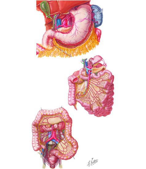 Blood Supply of Digestive Viscera
