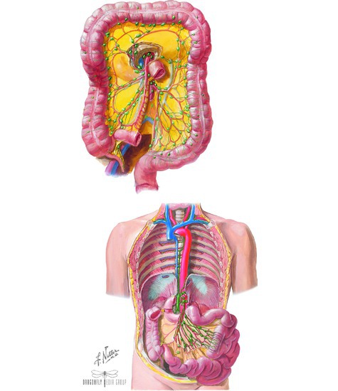 Lymphatics of Digestive Viscera