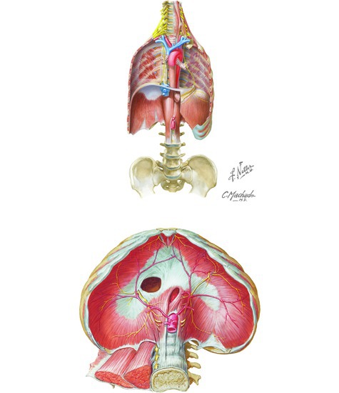 Respiratory Diaphragm