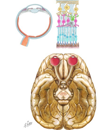 CN II, Optic nerve