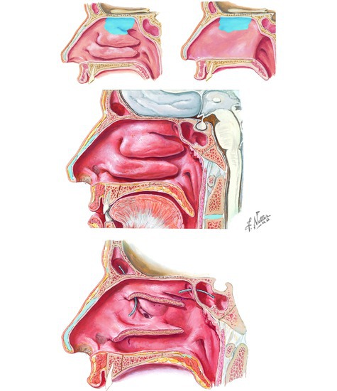 Nasal Cavity