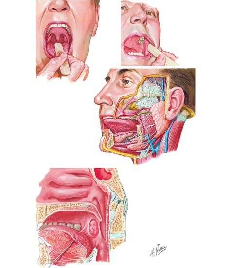 The Oral Cavity and Palate