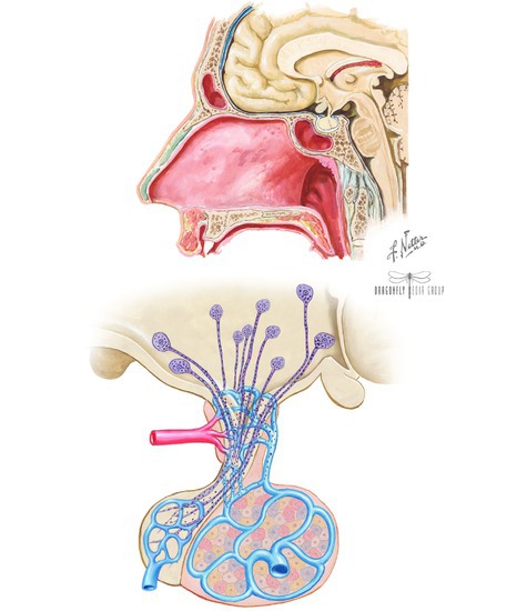 Pituitary Gland 