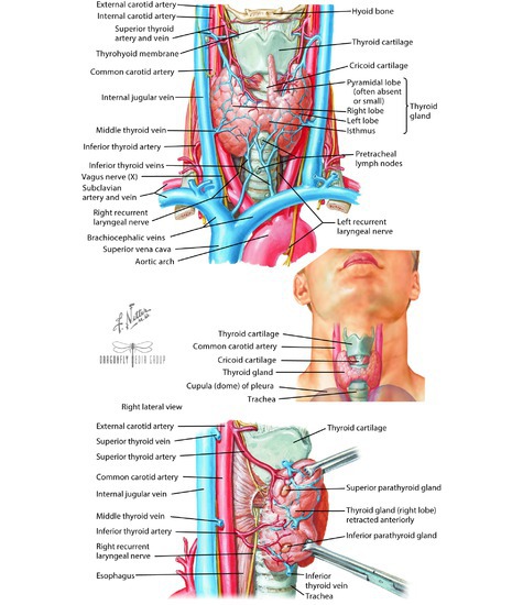 Thyroid and Parathyroid Glands
