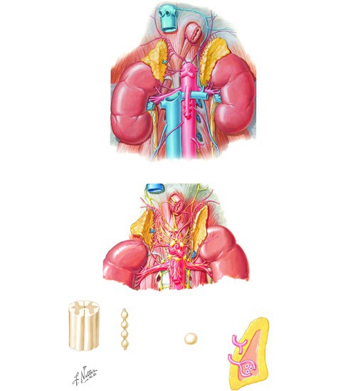 Adrenal Gland