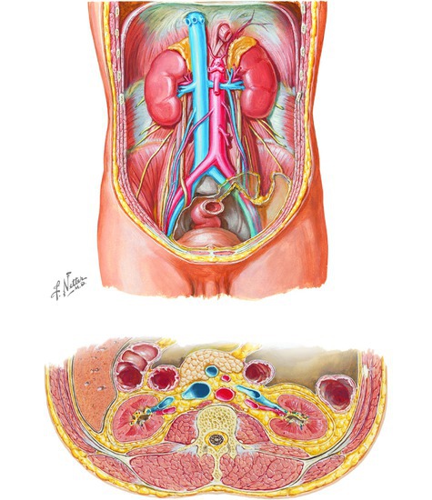 The Urinary System 