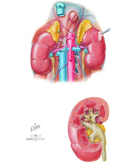 The Kidney 