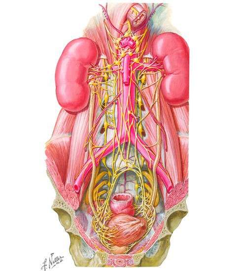 Innervation of the Urinary System
