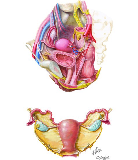 Female Reproductive Organs: Peritoneum and Adnexa