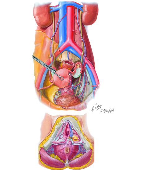 Female Vasculature