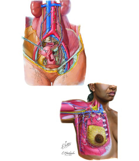 Female Lymphatics