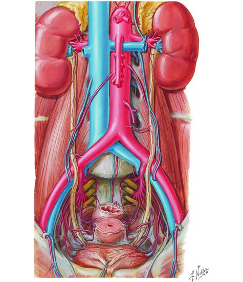 Ureter