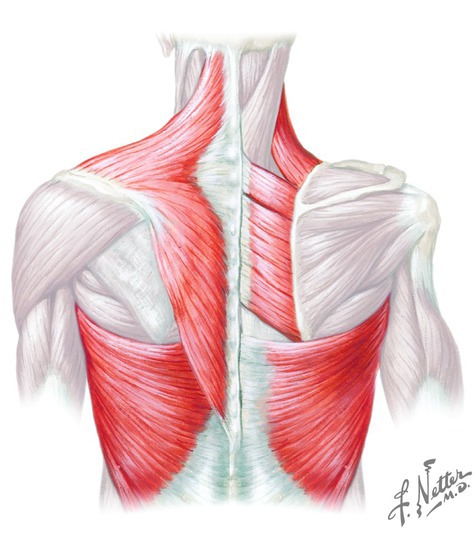 Extrinsic muscles of the back