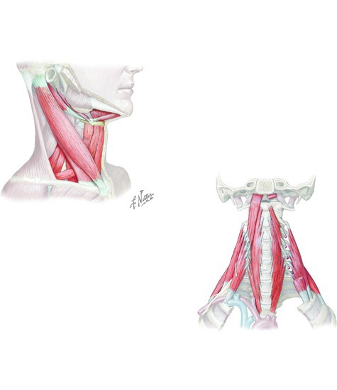Muscle Groups of the Anterior Neck