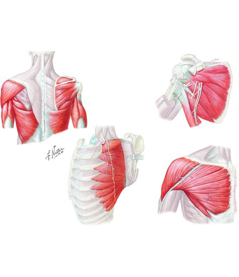 Muscles of the Shoulder