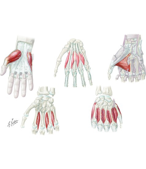 Muscles of the Hand