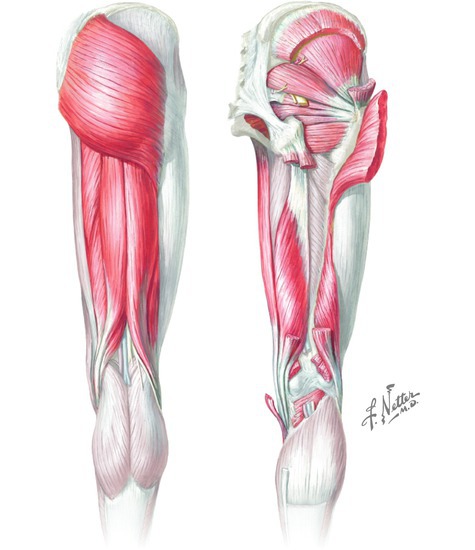 Thigh glute muscles top