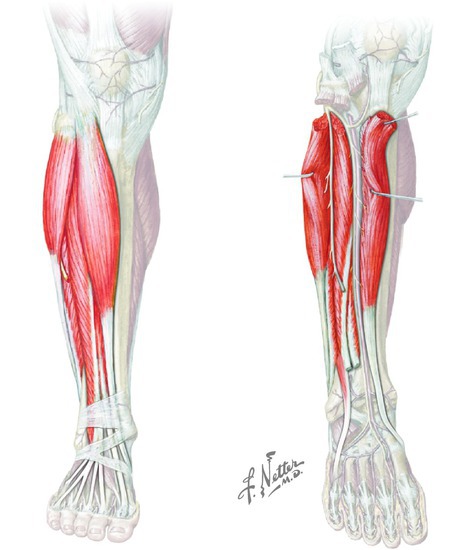 Muscles of the anterior and lateral compartments of the leg