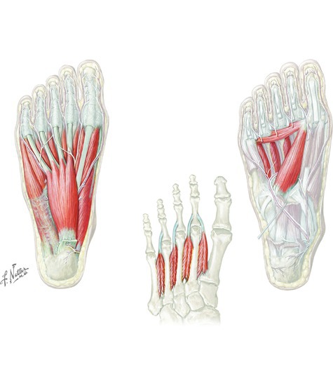 Muscles of the dorsum of the foot