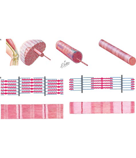 The muscular system  