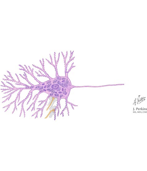 Neuronal Structure and Synapses 