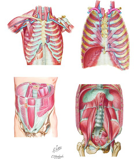Major Muscle Groups of the Torso
