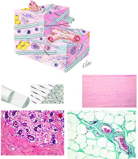 Histology of Connective Tissue (C and D reused with permission from Ovalle W, Nahirney P. Netter's Essential Histology, 3rd edition, Elsevier, 2021)