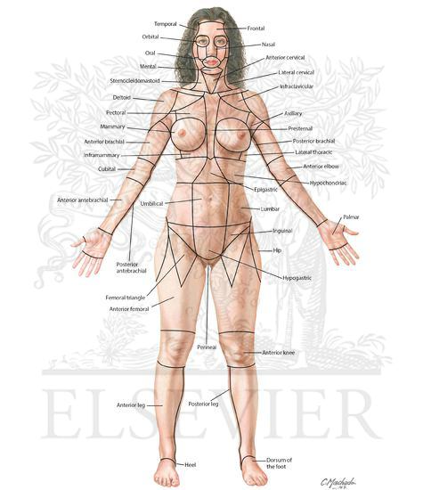 Surface Anatomy: Regions (Anterior View of Female)