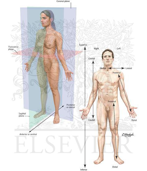 Body Planes and Terms of Relationship