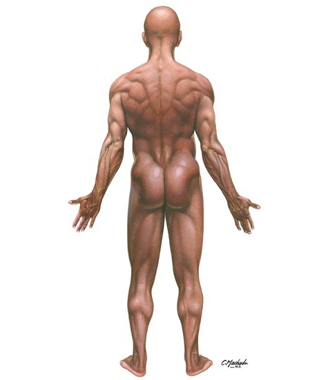 Surface Anatomy: Regions (Posterior View of Male)