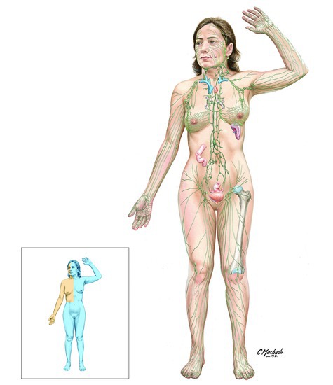Overview of the Lymphatic System