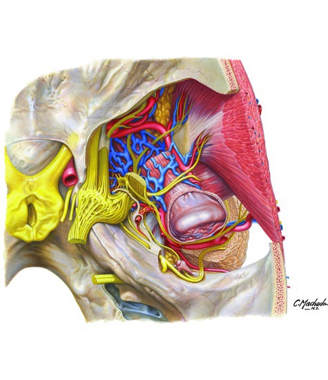 Superior View of Infratemporal Fossa