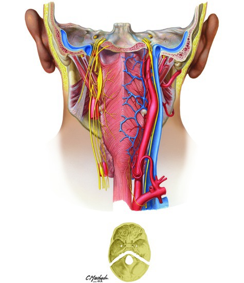 Posterior View of Pharynx: Nerves and Vessels