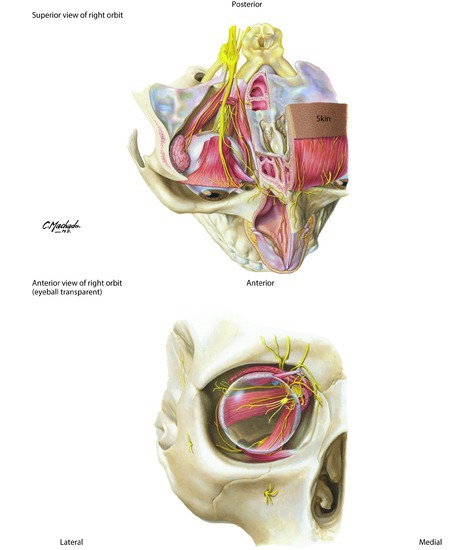 Superior and Anterior View of Orbit 