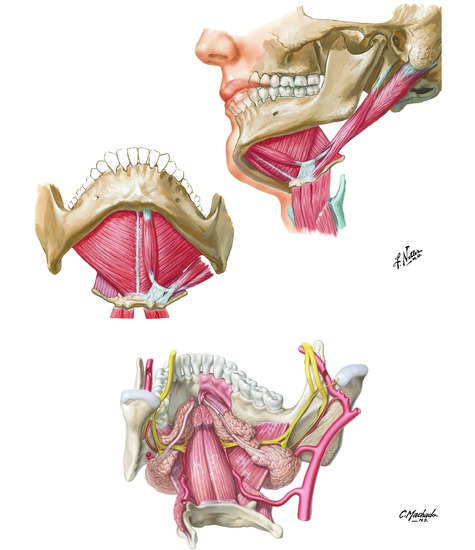 Floor of Oral Cavity